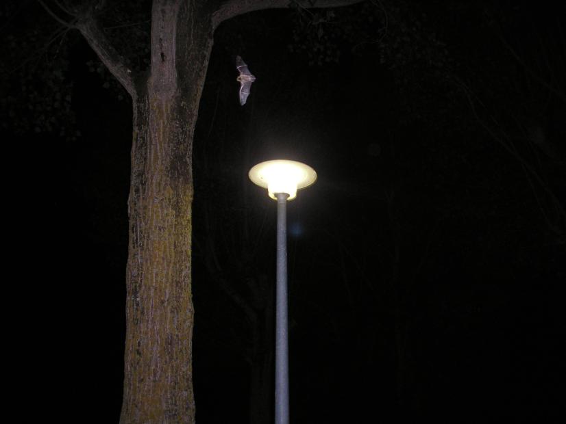 Chauves-souris chassant les insectes attirés par un lampadaire © R. Sordello