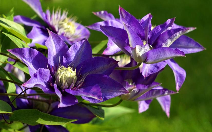 Clématites