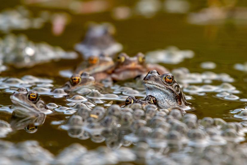 Grenouilles en période de reproduction