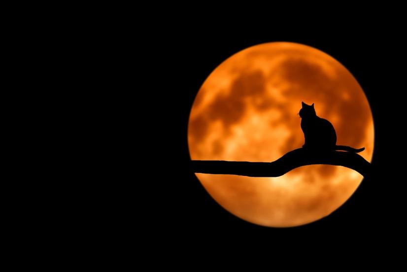 La nuit, tous les chats sont gris