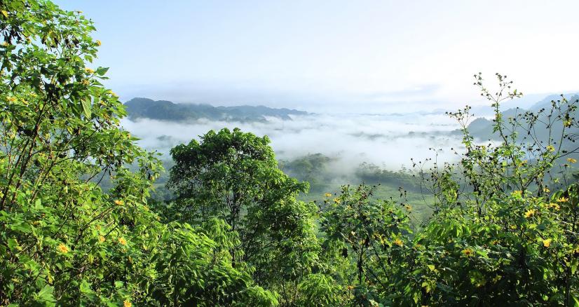 La forêt amazonienne contribue au climat planétaire