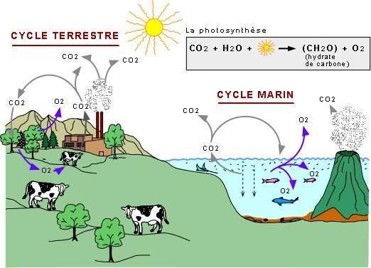 Cycle du carbone ©T. Sakhoudia