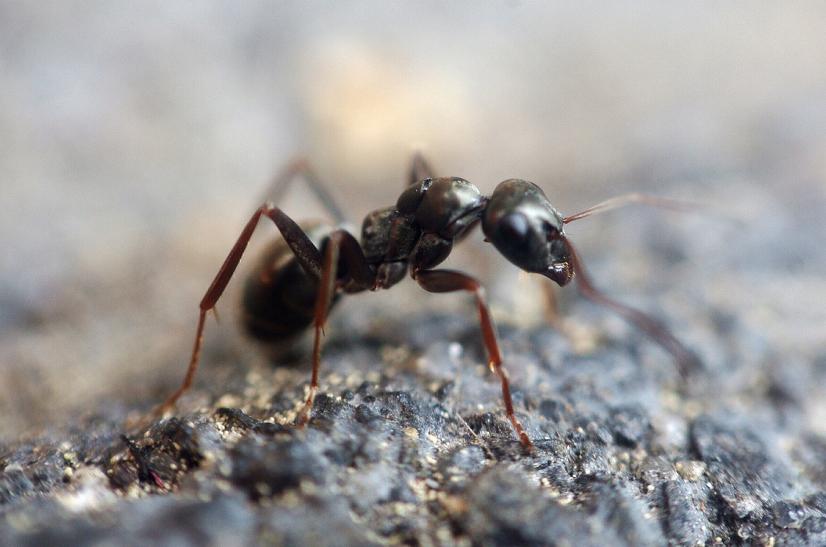 La fourmi, présente sur Terre depuis le Crétacé inférieur (entre 120 et 143 millions d'années)
