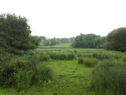 Prairie inondable - 41 © ARB_CVL