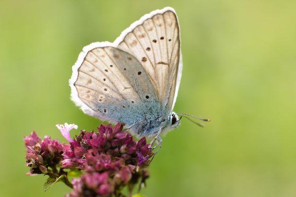 Sanguisorbe officinale et son azurée