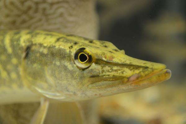 Brochet © fédération de pêche et de protection des milieux aquatiques de l'Indre