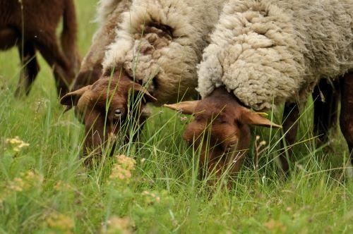 Moutons solognots paturants © F. Hergott