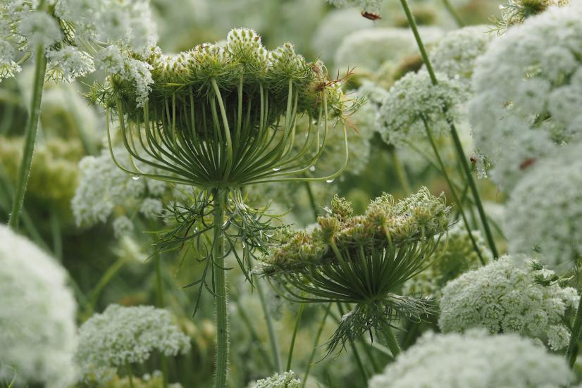 Carotte cultivée © Marion Poiré
