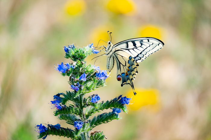 Les papillons, insectes pollinisateurs - Machaon sur Vipérine commune © Chloé DEGABRIEL