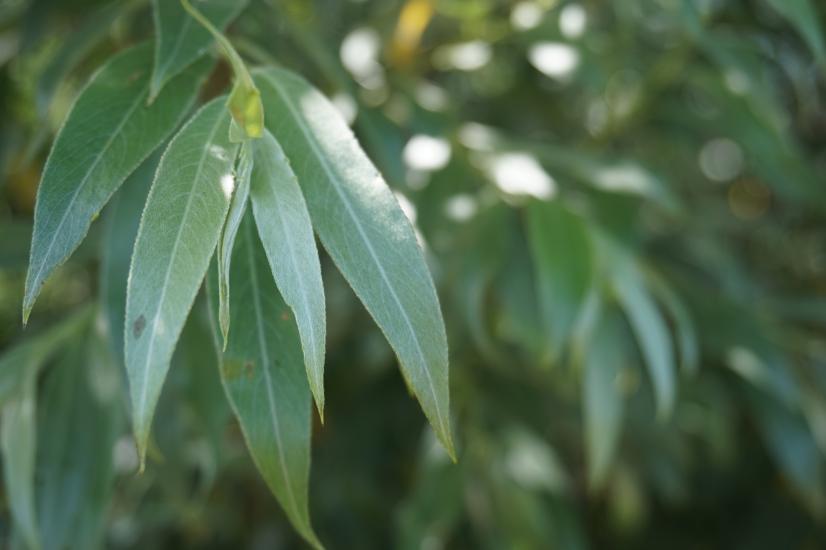 Le Saule blanc, à l'origine de l'aspirine - Salix Alba © Julien Mondion - CBNBP