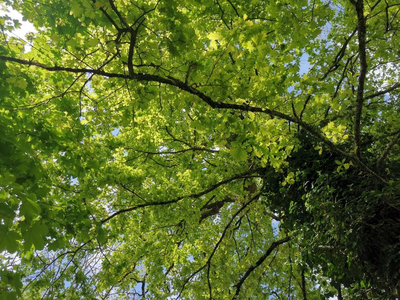 Les arbres, ces climatiseurs naturels ! - Sous un chêne © Laetitia Roger-Perrier