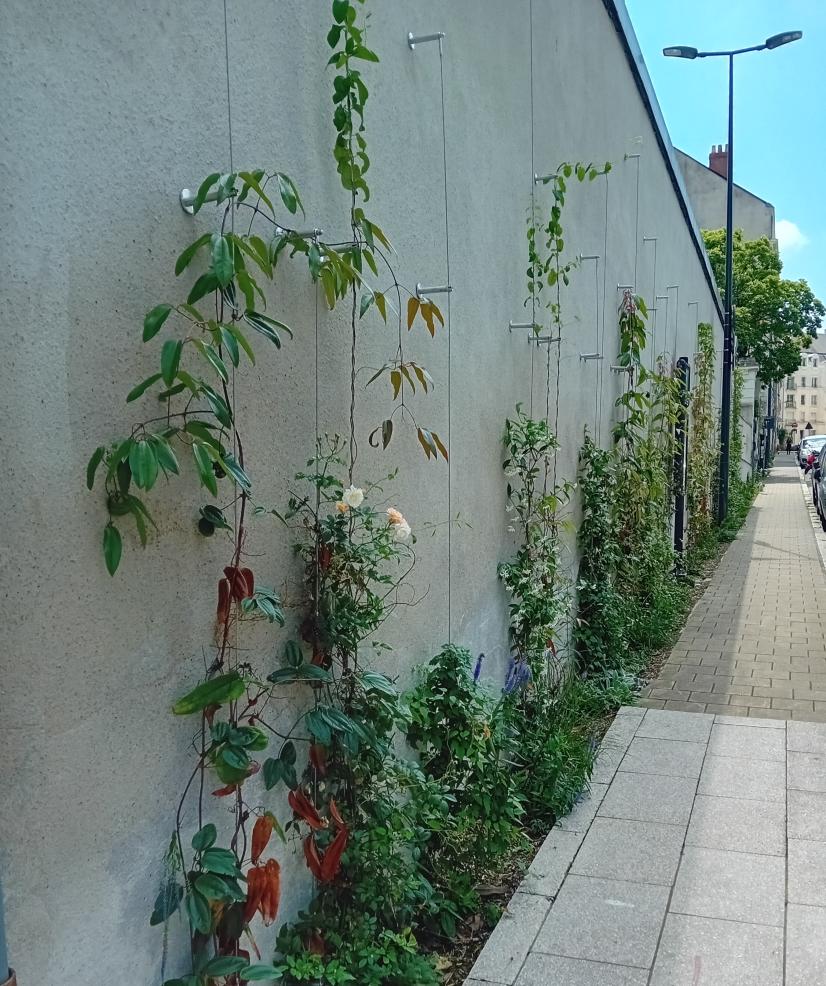 Végétalisation des murs à Angers ©B. Virely, ARB Centre-Val de Loire