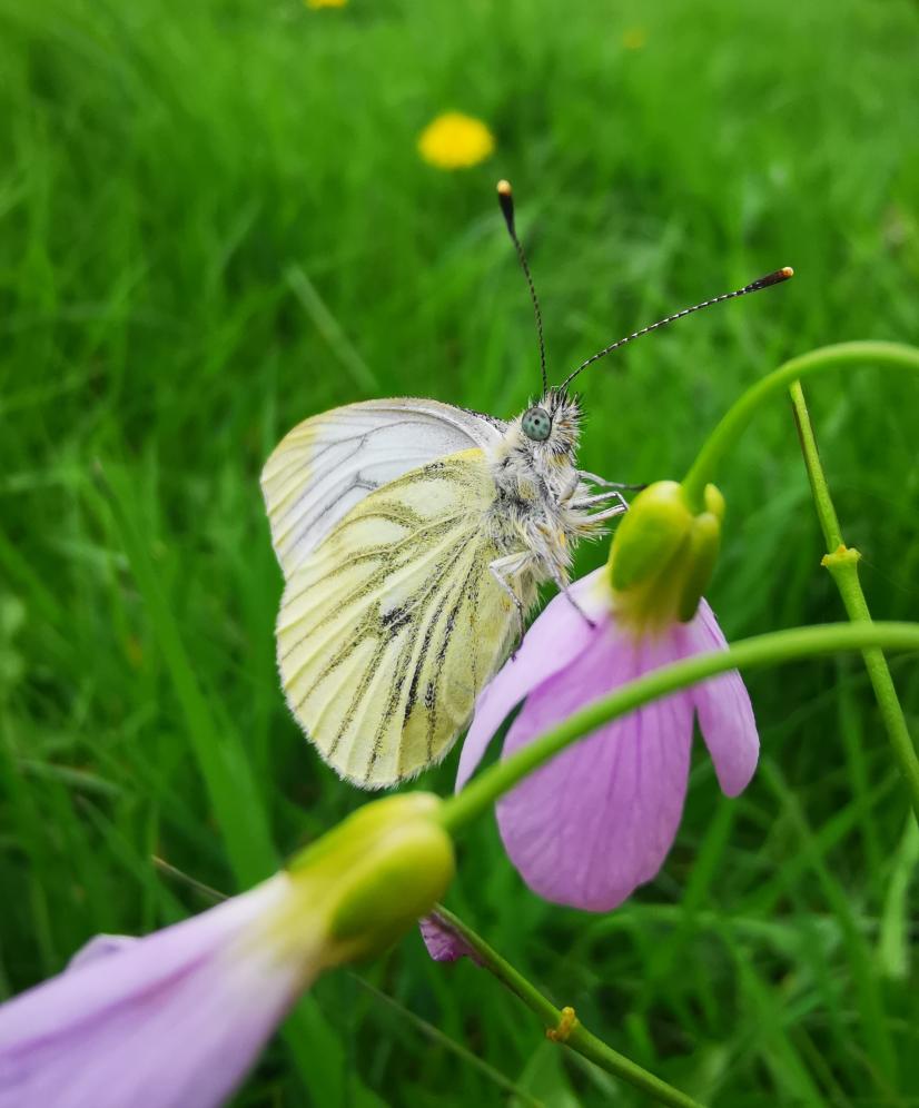 Gazé sur fleur de cardamine ©L. Roger-Perrier