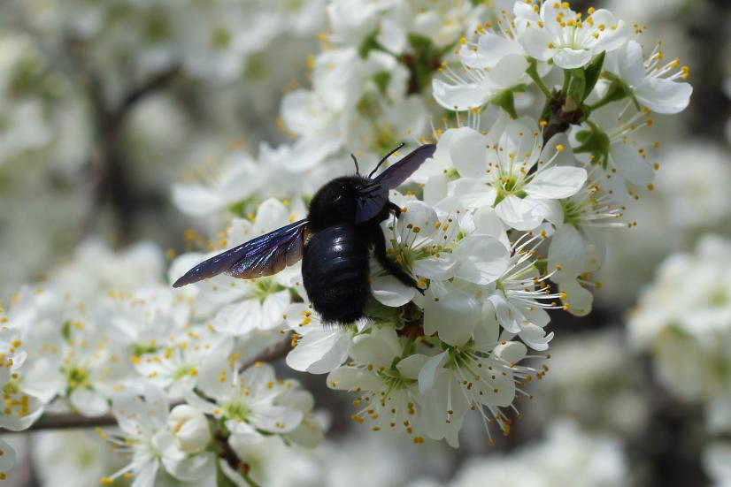 Abeille charpentière