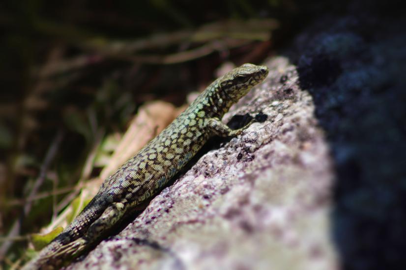 Lézard des murailles