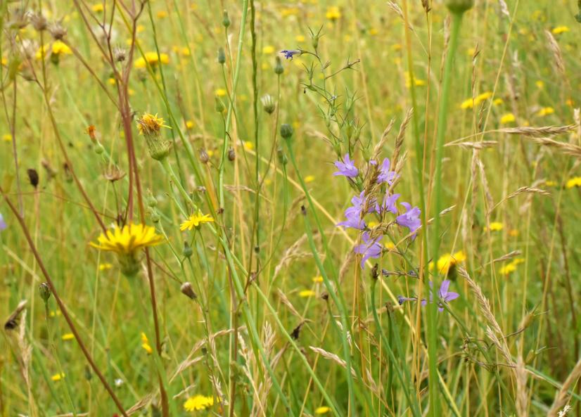 Campanules dans la prairie © L. Roger-Perrier