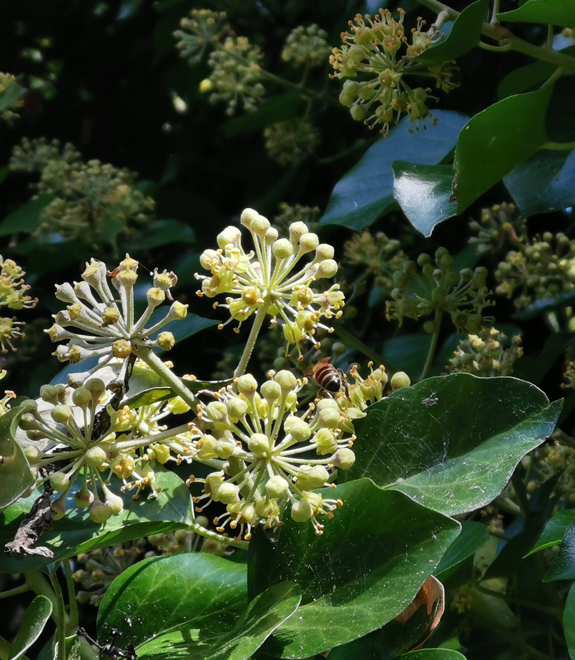 Le Lierre, une ressource très précieuse pour les insectes en automne © L. Roger-Perrier