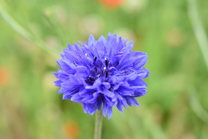 Bleuet horticole à fleurs multiples, sans intérêt pour les insectes !