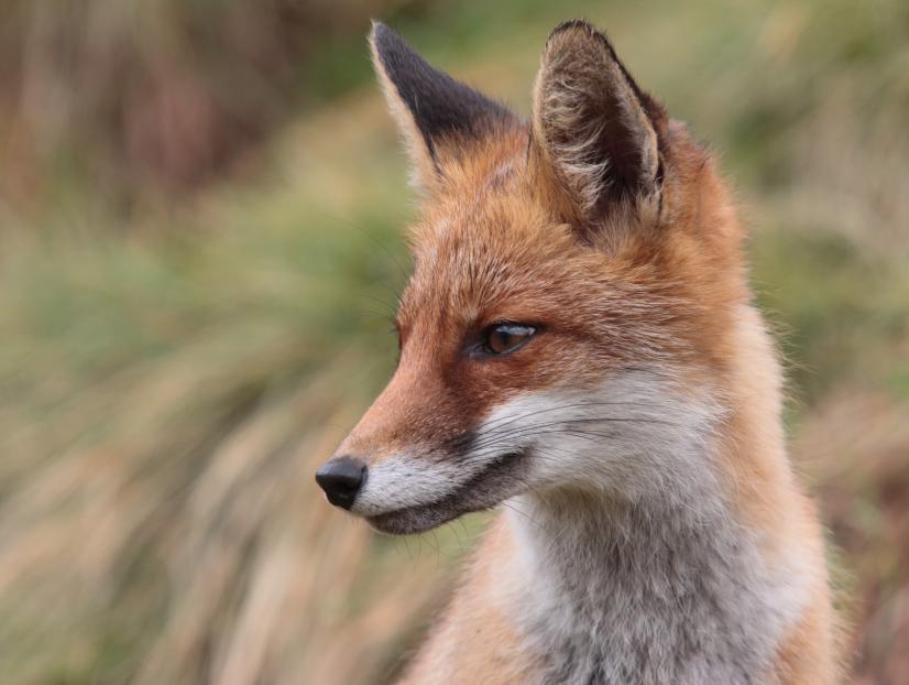 Renard roux - LPO (Ligue pour la Protection des Oiseaux) - Agir pour la  biodiversité