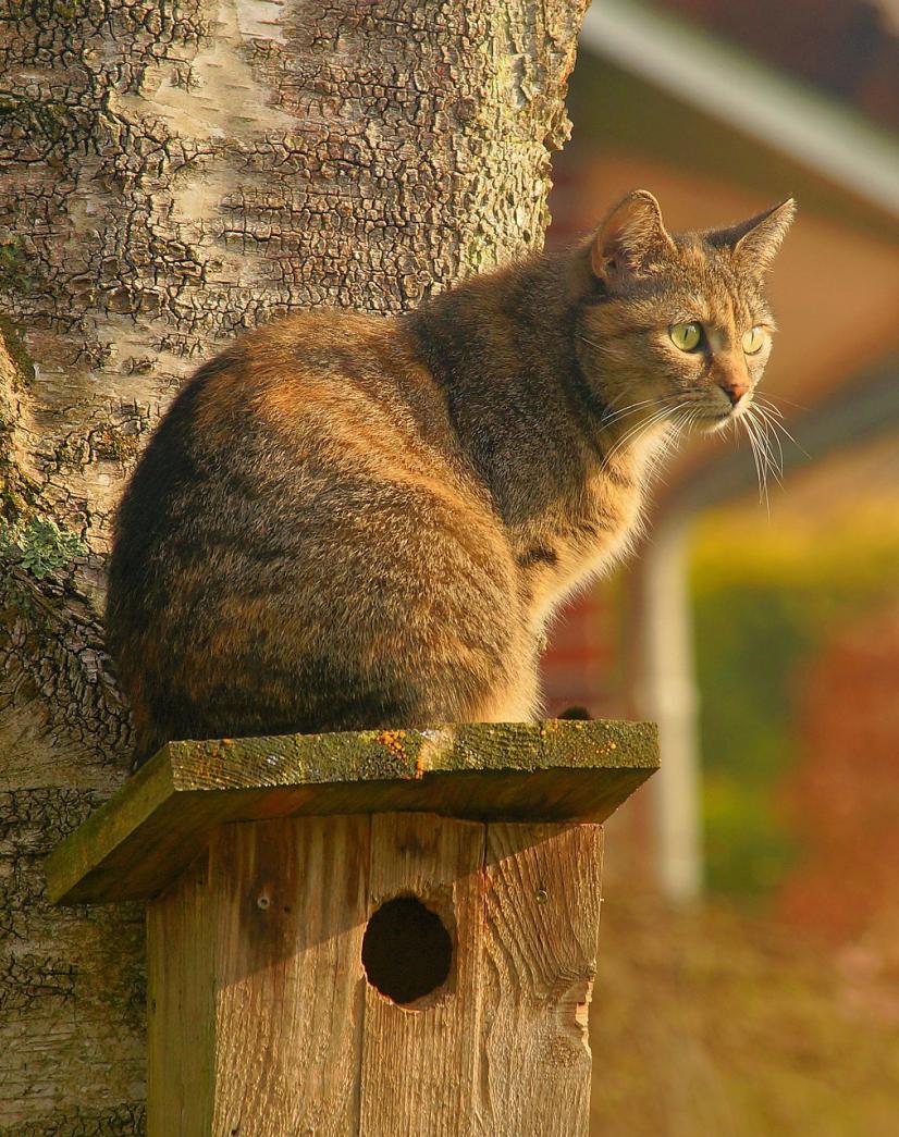 Chat et biodiversité, comment les concilier ?