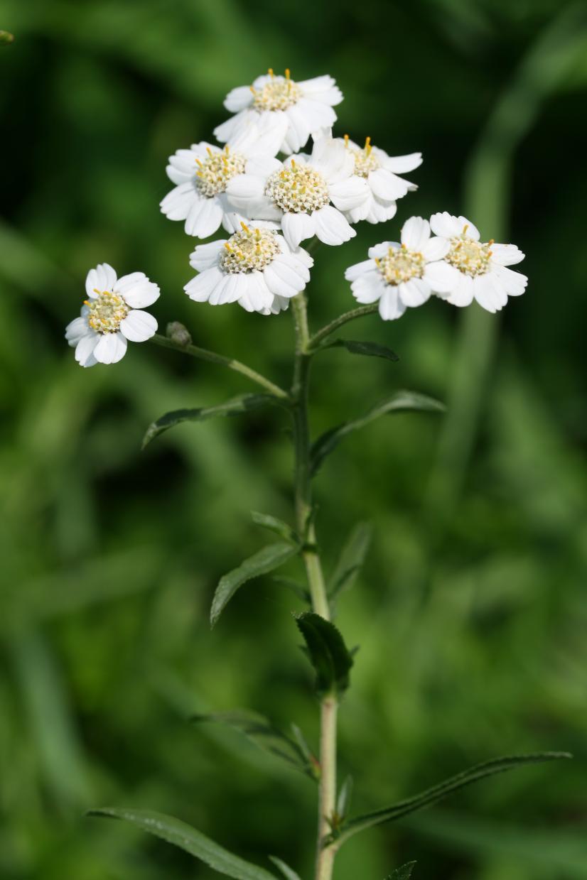Achillée sternutatoire ©R. Dupré