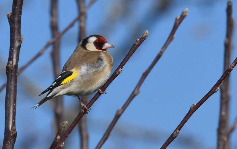 Chardonneret élégant © Didier Barraud