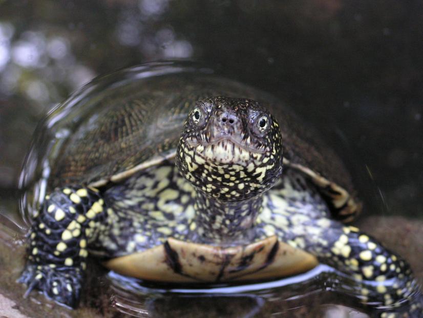 Cistude d'Europe, quasi-menacée (NT), concernée par un PRA ©Biotope, A. Dhellemme