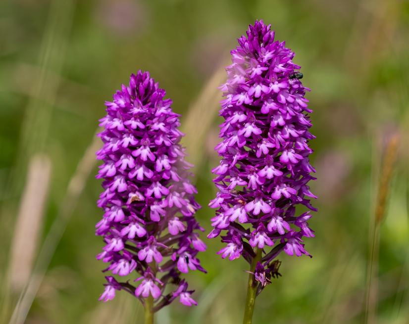 Orchidée pyramidale, préoccupation mineure (LC) 