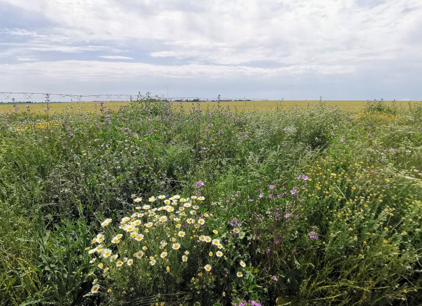 Grandes cultures de Beauce avec une bande fleurie ©L. Roger-Perrier