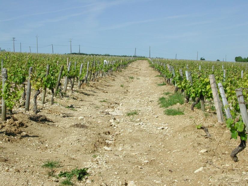 Érosion du sol dans un interrang viticole ©Chambre d'agriculture 18