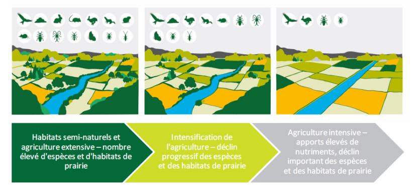 Illustration de la perte de biodiversité selon la diversification des paysages agricoles © Cour des comptes européenne