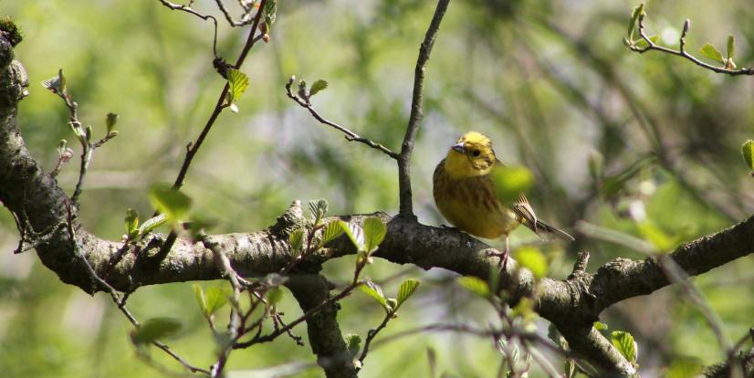 Bruant jaune