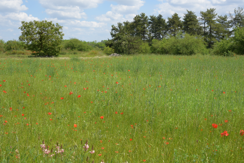 Champ d'avoine en agriculture biologique, petite Beauce ©ARB-L. Roger-Perrier