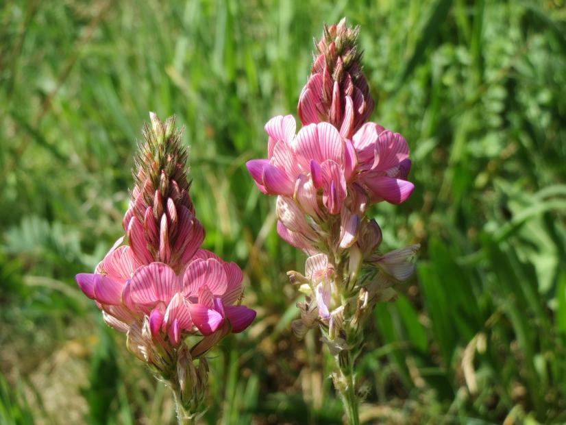 Sainfoin