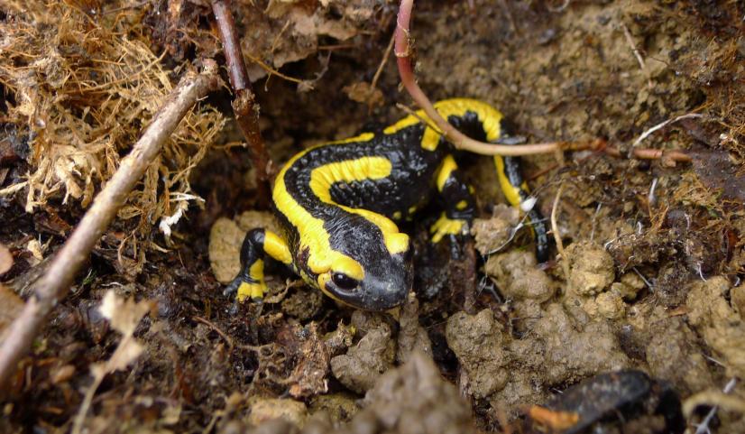 Salamandre tâchetée ©Martine Giban