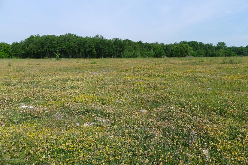 Pelouse sèche des Veillons ©Indre Nature