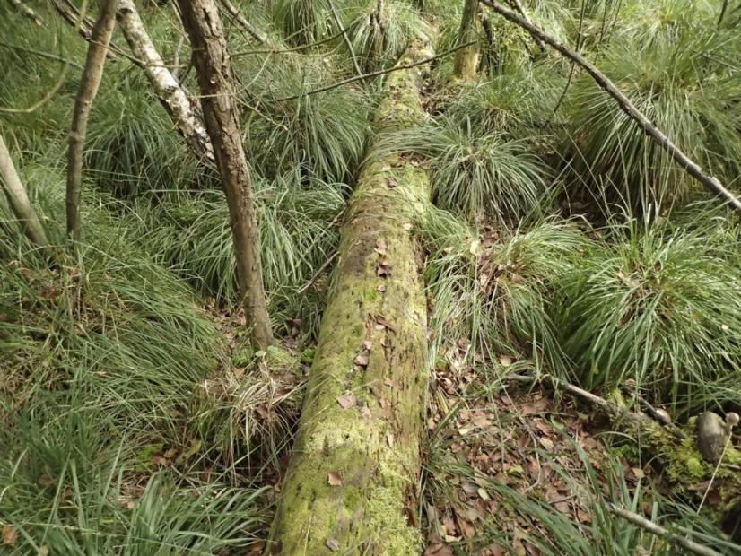 Tronc pourrissant de Pin sylvestre à Nowellia curvifolia - Pierre Boudier