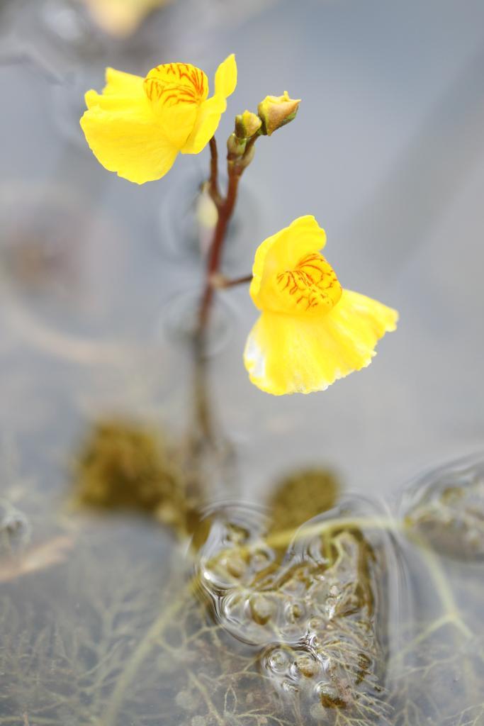 Utricularia australis - Rémi Dupré