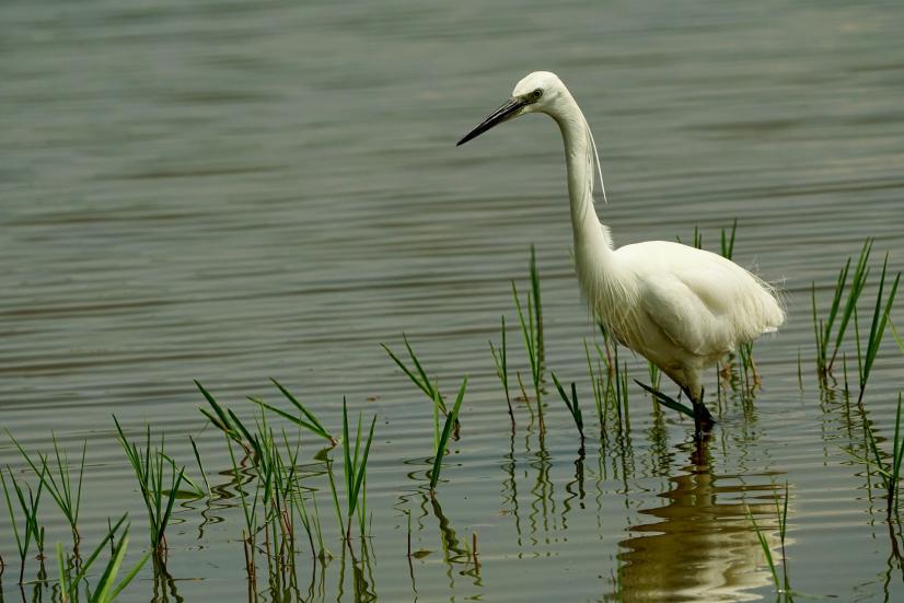 Aigrette garzette