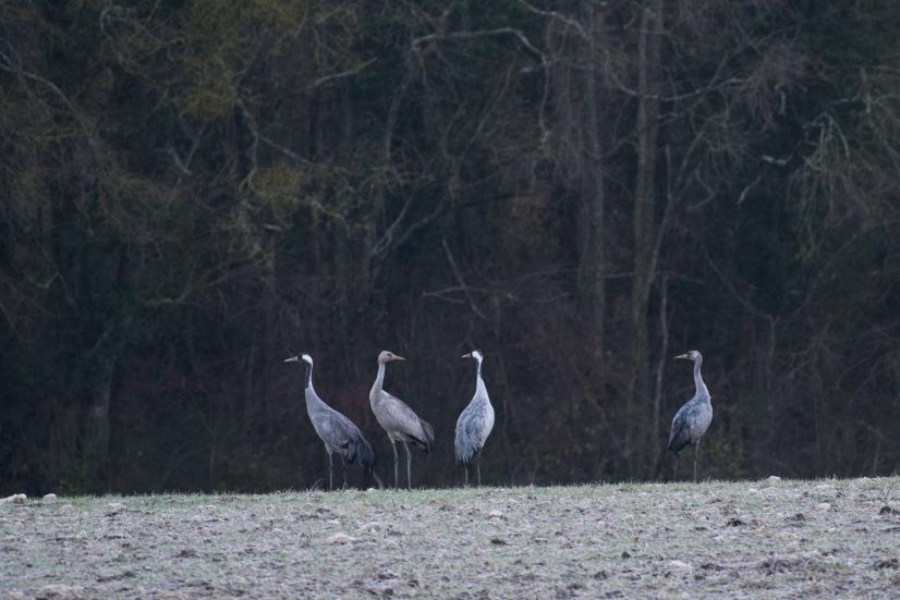 Grues posées à proximité de leur dortoir © Stéphane Lebreton