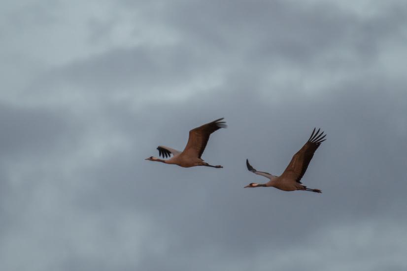 Si on est bien camouflé, certaines grues peuvent passer près © Stéphane Lebreton