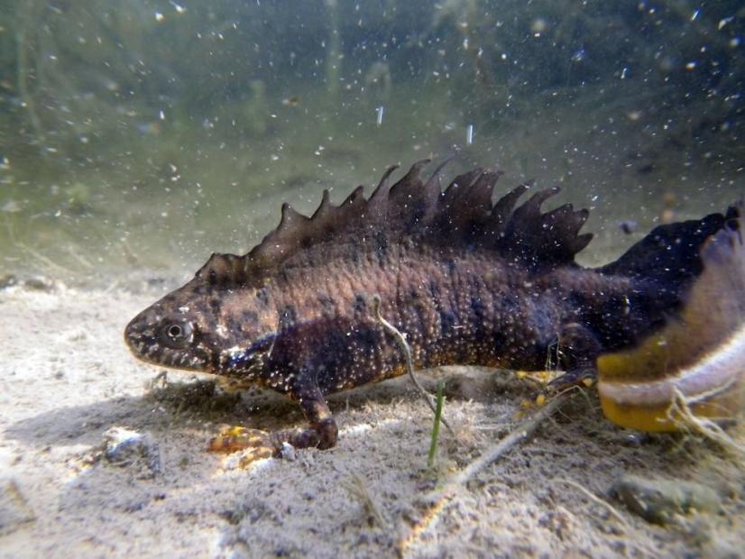 Triton crêté, a besoin de 3 milieux / écosystèmes pour vivre : les haies, les mares et les sous-bois ©A. Dhellemme