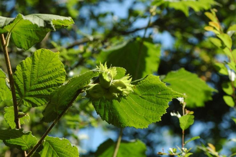 Noisetier (Corylus avellana) © CBNBP