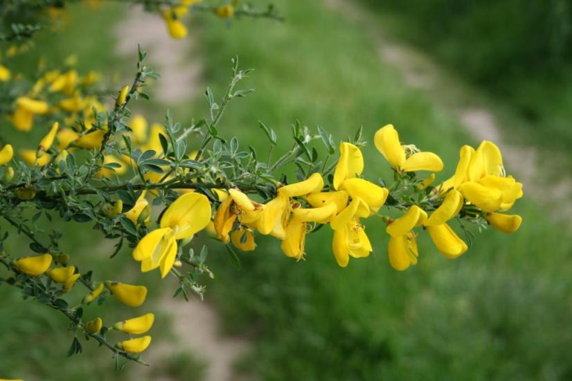 Genêt à balais (Cytisus scoparius) © CBNBP