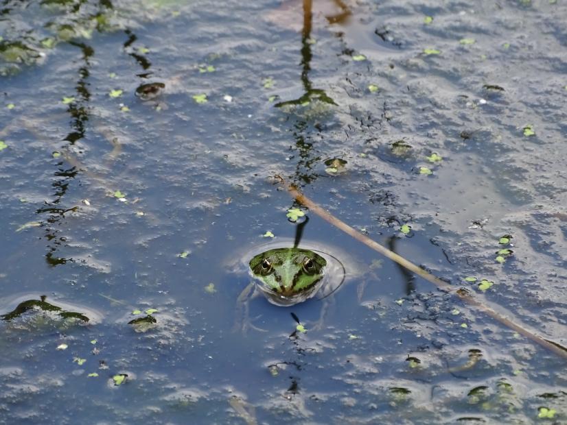 Grenouille verte ©B. Virely