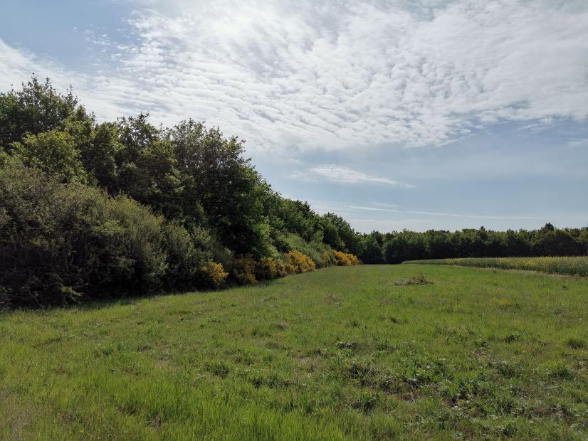 Arbres de haut jet et haie champêtre en milieu agricole (45) ©C. Le Meunier