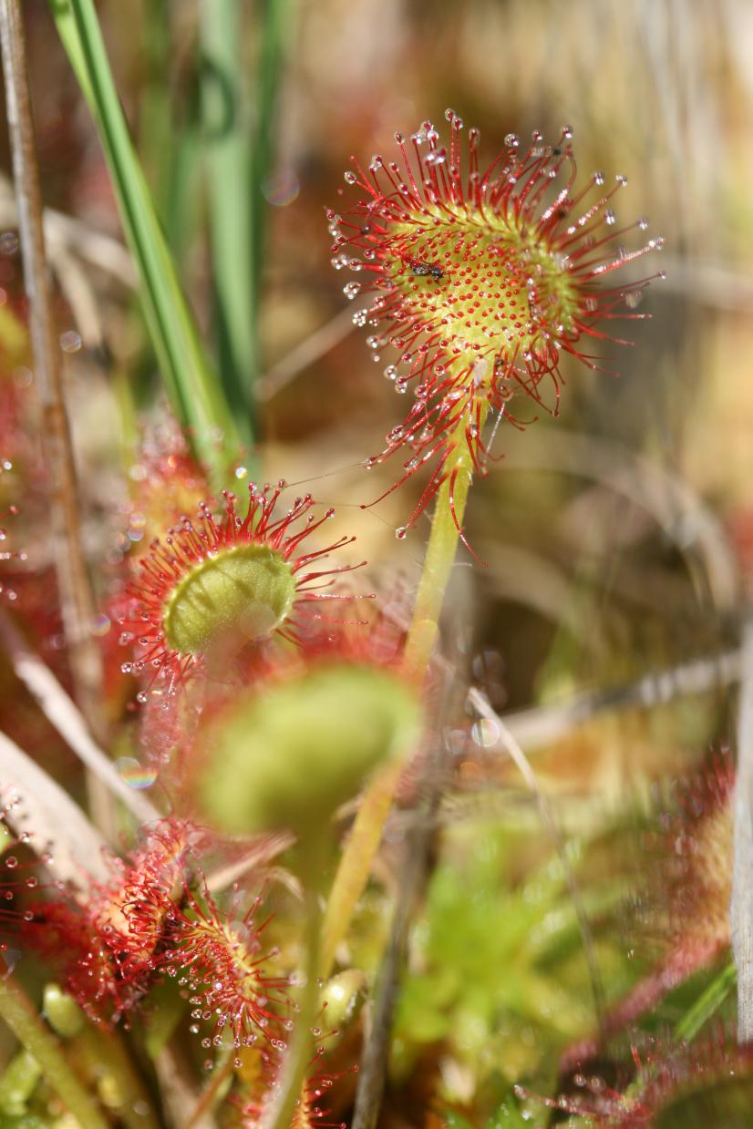 Drosera à feuilles rondes ©R. Dupré, MNHN-CBNBP