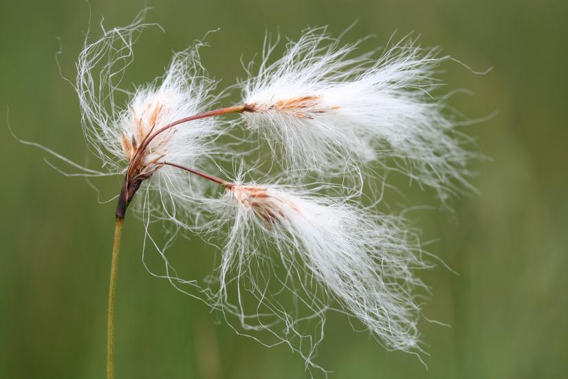 Linaigrette à feuilles étroites ©R. Dupré, MNHN-CBNBP