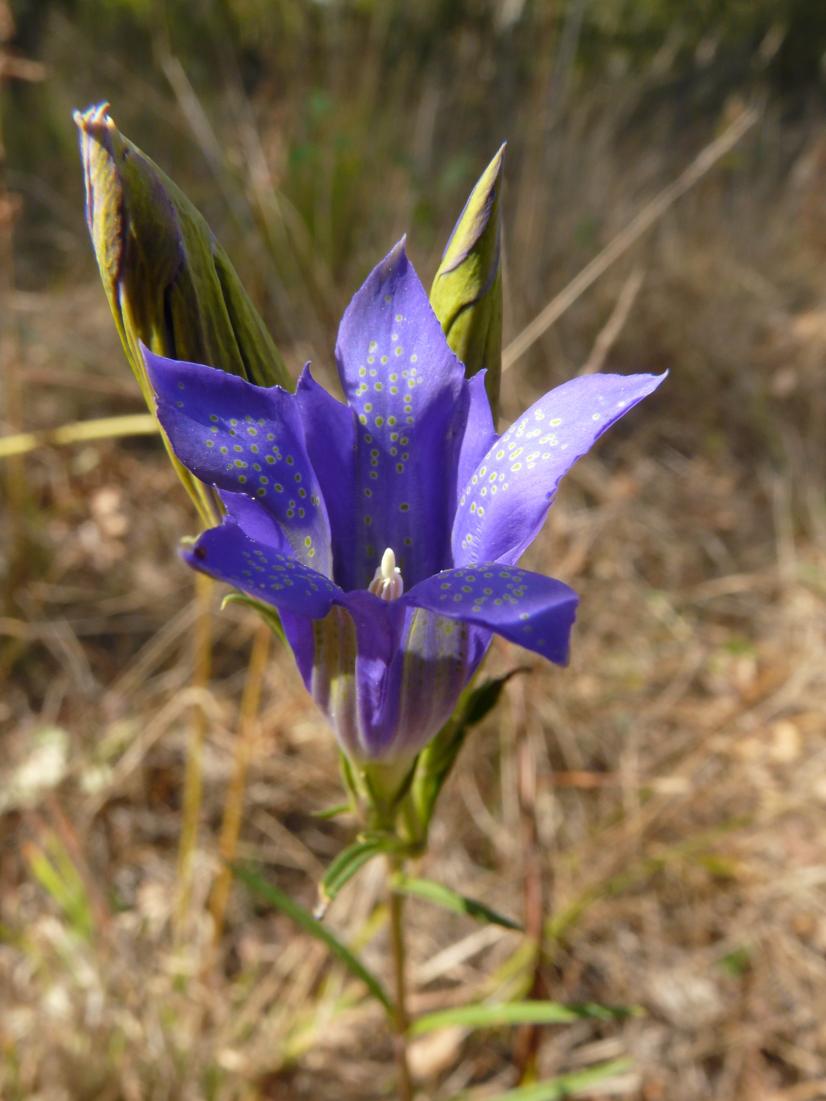 Gentiane Pneumonanthe © I. Gravrand