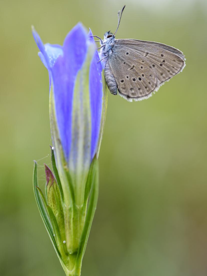 Azuré des mouillères sur Gentiane pneumonanthe ©E. Sansault - ANEPE Caudalis